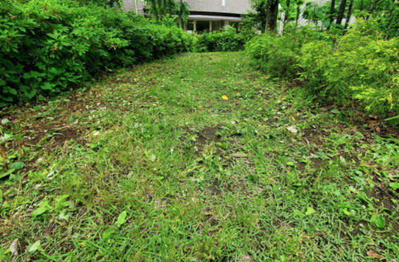 写真：草取り後のようす