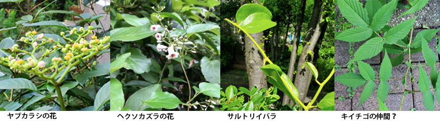 写真：草取りのようす