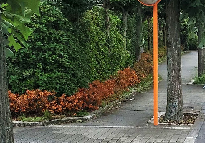 写真：サツキのようす