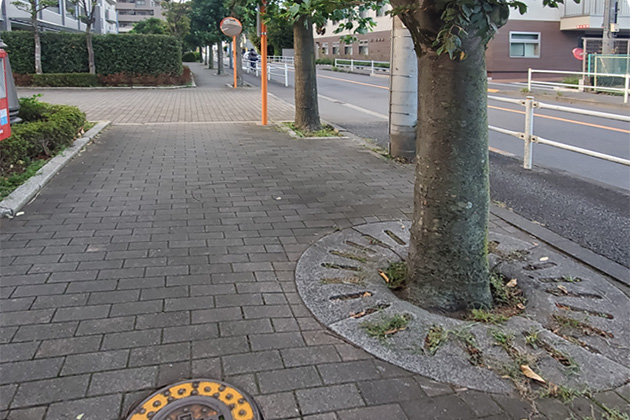 写真：草取り後