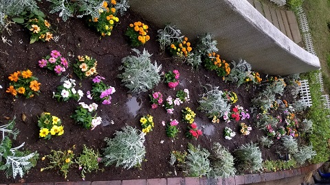 花壇の様子